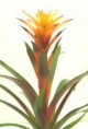 /album/fotogaleria-guzmania/images-9-jpg/
